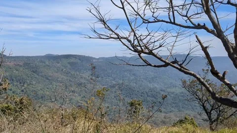 Dry trees on the hills Stock Footage 256520068