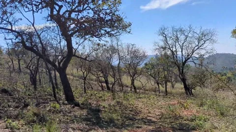 Dry trees on the hills Stock Footage 256520085
