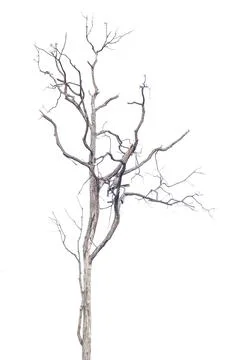 Dry trees isolated on a white background Stock Photos
