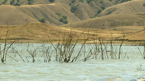 Dry Trees on Lake Stockbeeldmateriaal 581798