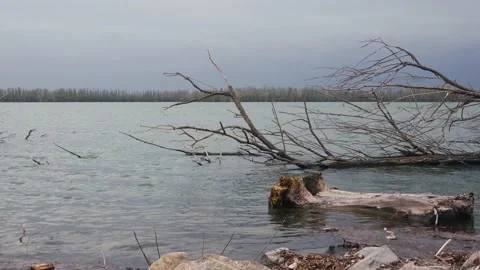 Dry Trees in the Lake 動画素材 238396307