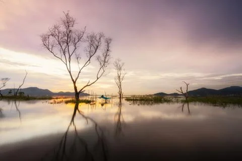 Dry trees in the lake. Stock Photos