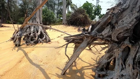 Dry trees lie on a sandy beach. Stock Footage 242166845