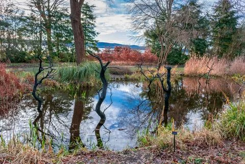 Dry trees in the middle of the water, reflection in the water, natural land.. Foto stock
