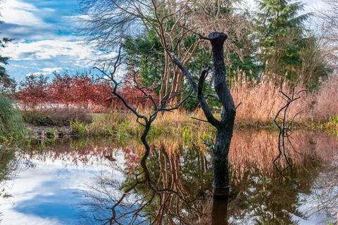 Dry trees in the middle of the water, reflection in the water, natural land.. Foto stock