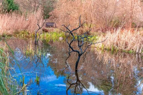 Dry trees in the middle of the water, reflection in the water, natural land.. Foto stock