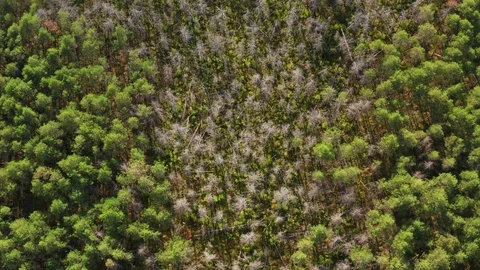 Dry trees in a mixed forest of Siberia in the summer. Stockbeeldmateriaal 114013974