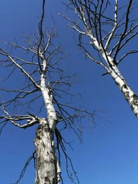 Dry trees Foto stock
