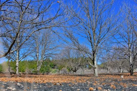 DRY TREES Stock Photos