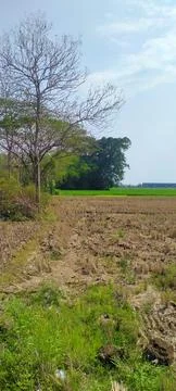 Dry trees Stock Photos