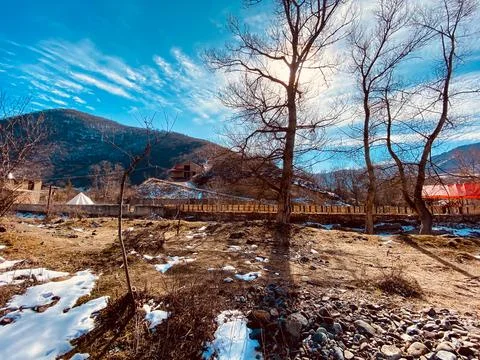 Dry trees in riverside Stock Photos