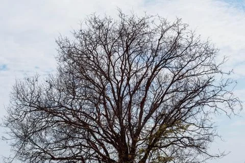Dry trees with the sky. 스톡 사진