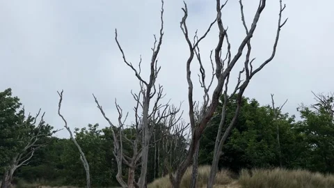 Dry trees standing on sandy dunes in Zandvoort, Netherlands Stockbeeldmateriaal 310510146