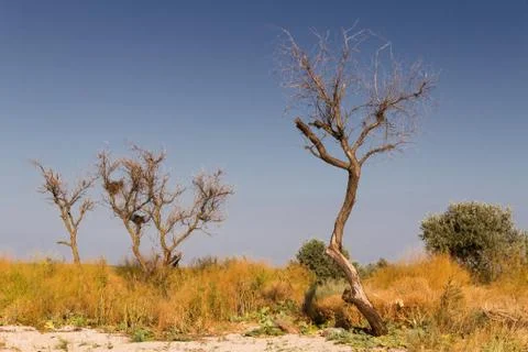 Dry trees steppe Stock Photos
