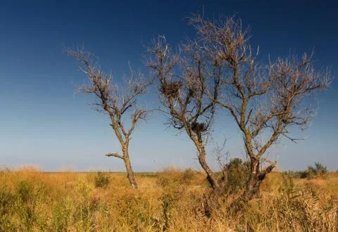 Dry trees summer steppe Stock Photos