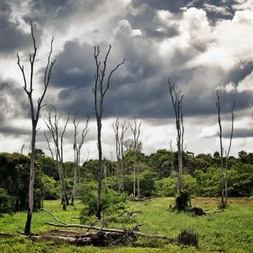 Dry trees on swamp Stock Photos
