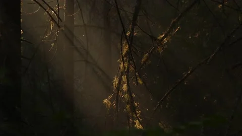 Dry trees in taiga Stock Footage 168526603