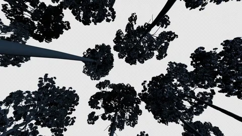 Dry trees on a transparent background wi... | Stock Video | Pond5