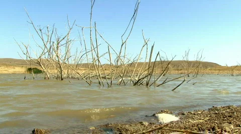Dry Trees on Water Stockbeeldmateriaal 581836