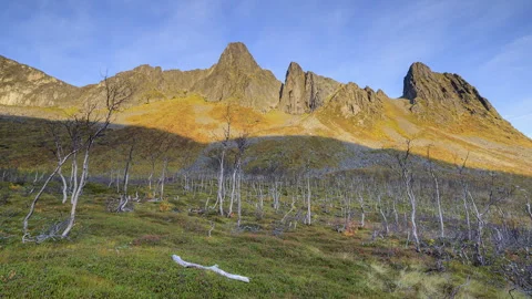 Dry trees in windy conditions Stock Footage 250300130
