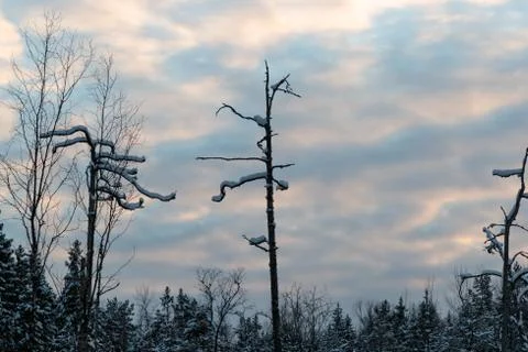 Dry trees in the winter forest in the evening Foto stock
