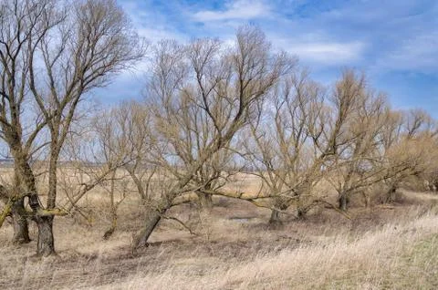 Dry trees without leaves on a spring cloudy day with dry grass on a background Stock Photos