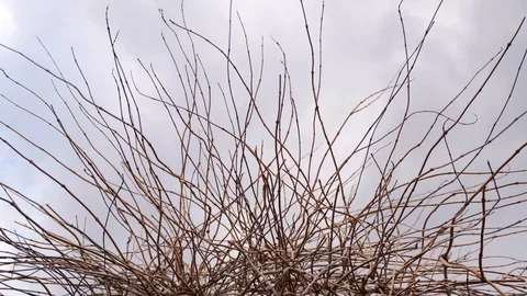 Dry trumpet creeper tree in spring, also named as radicans Campsis. Trumpet vine Stock Footage 126650270