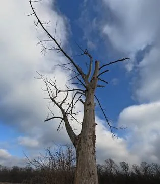 Dry trunk of a dead tree with branches without leaves, a dead tree on the r.. Stock Photos