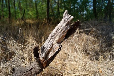 Dry trunk at the edge of the forest Foto stock