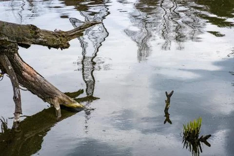 The dry trunk of an old tree bent over the water. Stock Photos