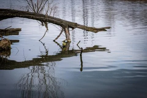 The dry trunk of an old tree bent over the water. Stock Photos