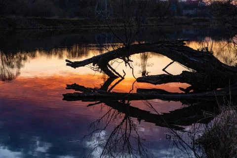 The dry trunk of an old tree leaned over the water against the background of Stock Photos