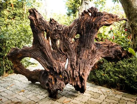 Dry trunk Stock Photos