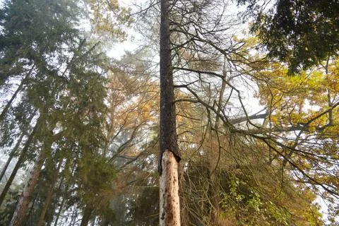 Dry trunk of spruce with exfoliating bark, fir tree damaged by bark beetle Foto stock