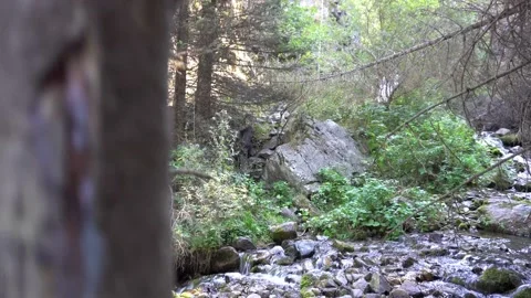Dry trunks and branches of trees near the river. Video stock 160677500