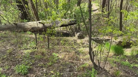 Dry trunks of fallen trees on ravine slopes in forest Stock Footage 336972135