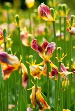 Dry tulip field Stock Photos