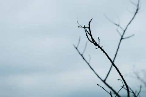 A dry twig silhouette against cloud sky in the evening Stock Photos