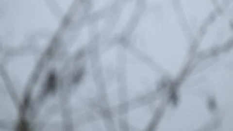 Dry twigs that are out of focus sway swayingly Stock Footage 280376586