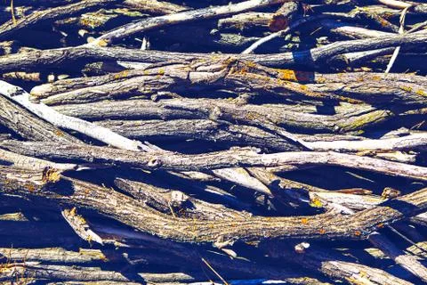 Dry twigs background Stock Photos