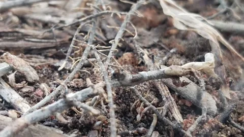 Dry Twigs Burning on Forest Floor – Close-Up of Natural Fire and Smoke Stock Footage 311326446