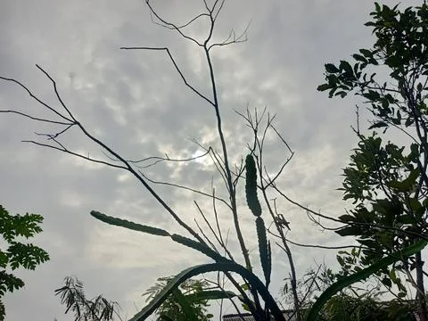 Dry twigs with dark clouds Stock Photos