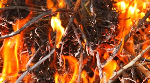 Dry twigs on fire, close-up Stock Footage 49941680