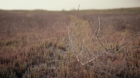 Dry twigs flutter in the wind against a background of reddish grass Stock Footage 53544281