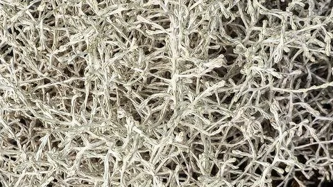 Dry twigs pattern texture interwoven branches background Stock Photos