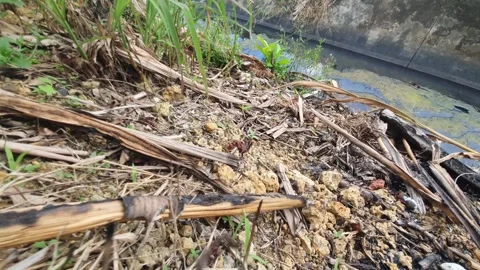 Dry twigs scattered on the side of the road Video stock 310280380