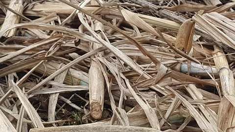 Dry twigs scattered on the side of the road Stock Footage 310280719