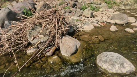Dry twigs stuck in river rocks Stock Footage 321860027