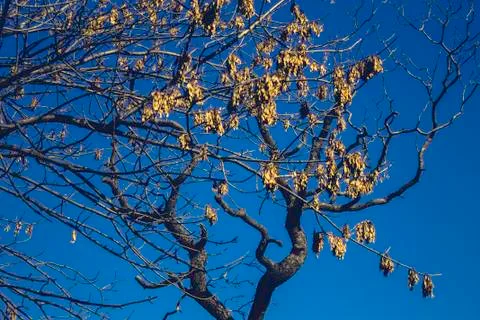Dry twigs of a tree Stock Photos