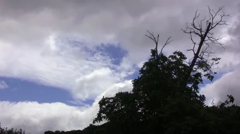 Dry twigs in the wind and cloudy sky 05 Stock Footage 58815739
